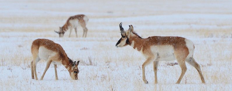 Three pronghorn in the snow
