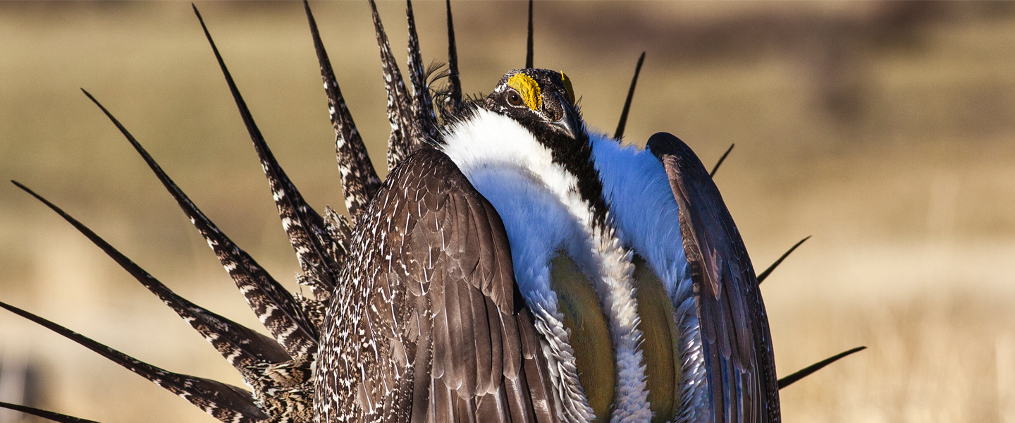 A male greater sage-grouse stands in an open field