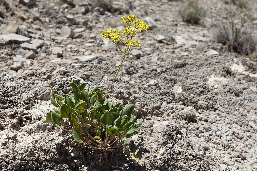 Gypsum wild-buckwheat in Eddy County New Mexico