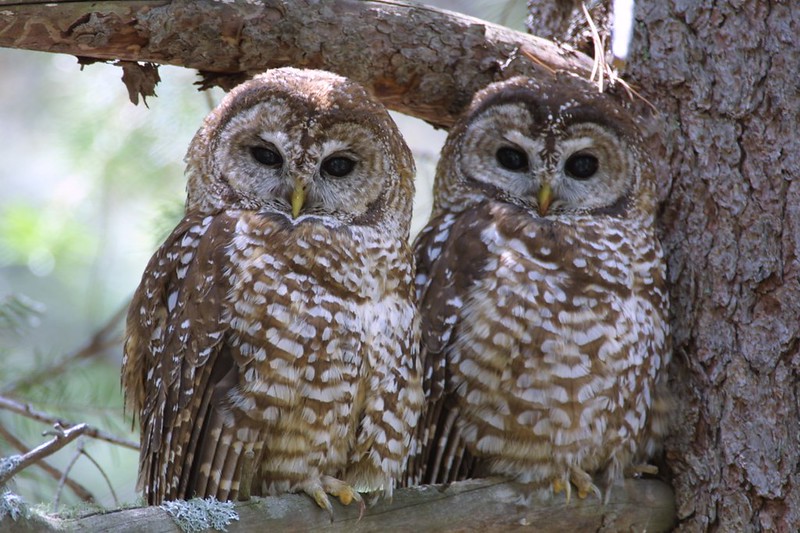 Two Mexican spotted owl in a tree
