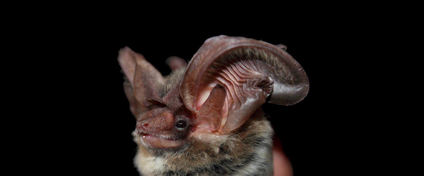 Allen's big-eared bat