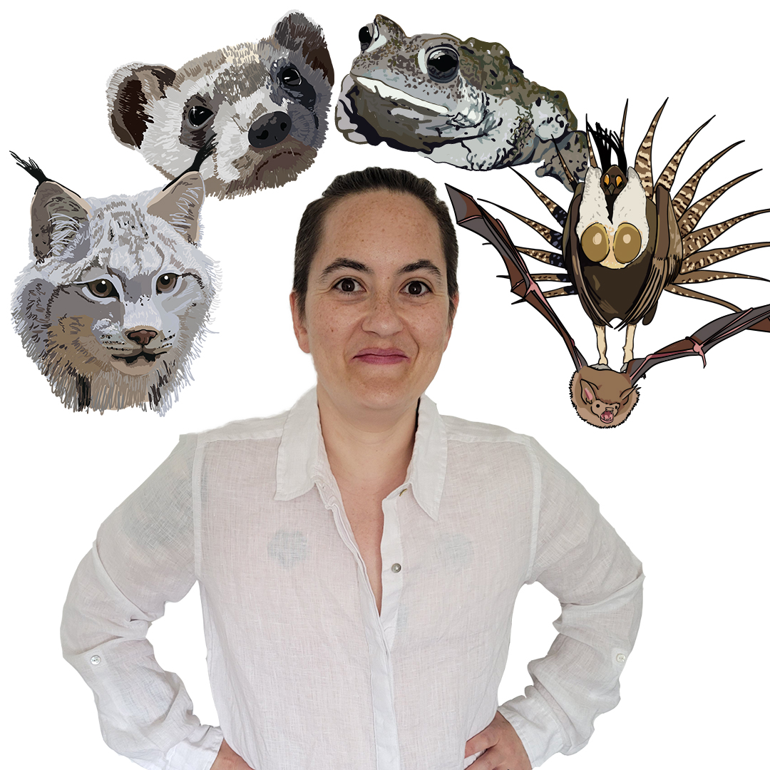 Photograph of Chris surrounded by their illustrations of a Canada lynx, black-footed ferret, boreal toad, Gunnison sage-grouse, and little brown bat Photograph of Chris surrounded by their illustrations of a Canada lynx, black-footed ferret, boreal toad, Gunnison sage-grouse, and little brown bat